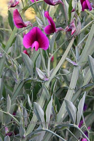 wpl_imgKL/Lathyrus tingitanus 3.jpg